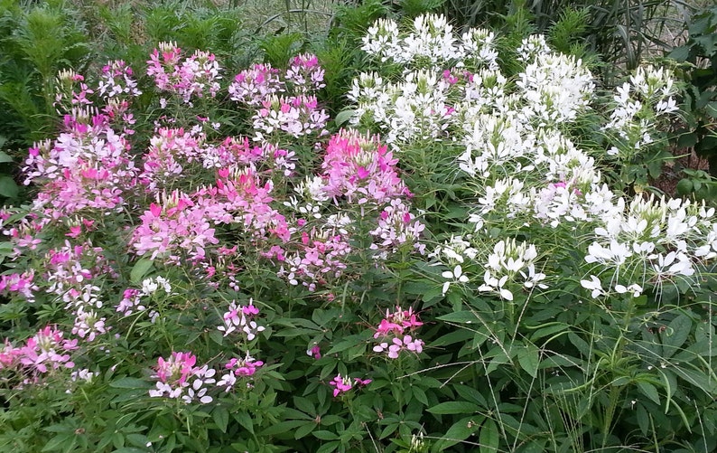 Rose Queen and White Cleome Mixed Cleome Hassleriana Seeds image 1