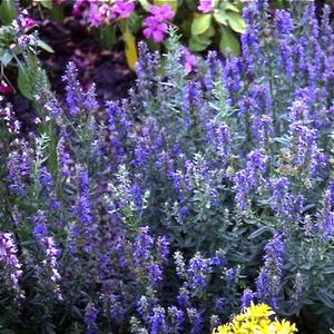 Hyssop Seeds  -  Hyssopus officinalis -- Medicinal Herb