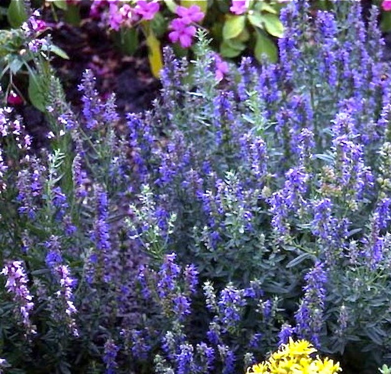 MizzTizzysWeedsSeeds Hyssop Seeds