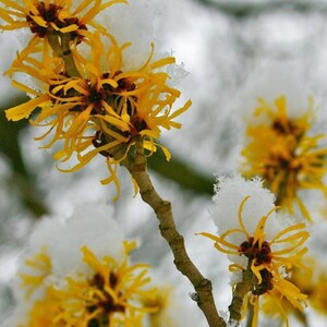 BULK Witch Hazel Hamamelis Virginiana Dried from 2019 crop leaves and bark image 2