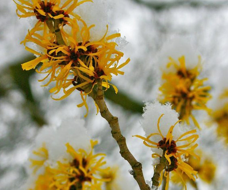 BULK Witch Hazel Hamamelis Virginiana Dried from 2019 crop leaves and bark image 2