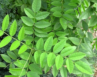 Licorice (Licorice) Seed  - Glycyrrhiza glabra -- Medicinal Herb - Seeds