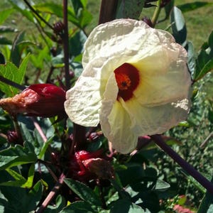 Jamaica sorrel - Roselle - Hibiscus  sabdariffa -- Medicinal Herb - Seeds