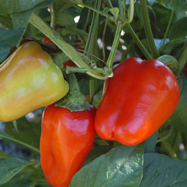 Pimento Pepper Plant Etsy