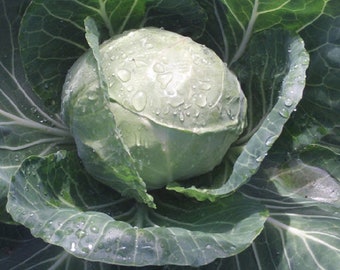Tiara Cabbages - Brassica oleracea capitata  -  SEEDS
