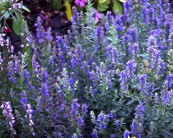 Hyssop Seeds  -  Hyssopus officinalis -- Medicinal Herb