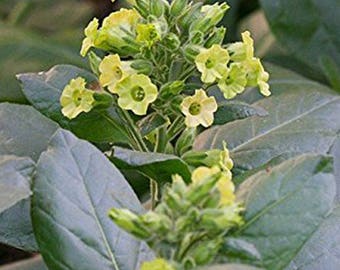 Nicotiana rustica - Midewiwan Sacred Tobacco - Seeds