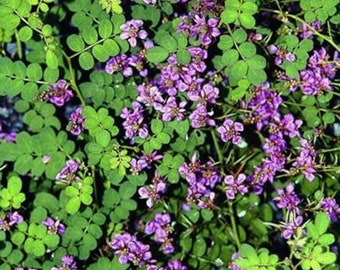 DYE  -  Indigo - Indigofera pseudotinctoria  -  Seeds