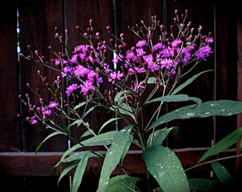 Ironweed Seeds - vernonia altissima -- Medicinal Herb - Seeds