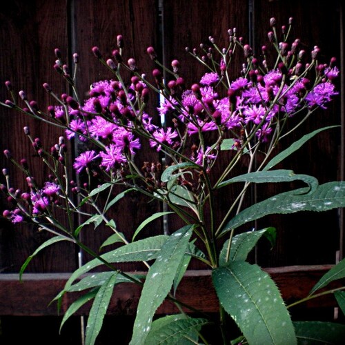 Ironweed Seeds - vernonia altissima -- Medicinal Herb - Seeds