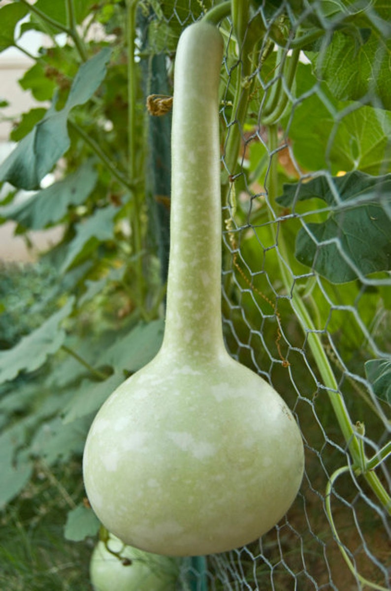 Gourd seeds Birdhouse with Dipper to Grow Etsy