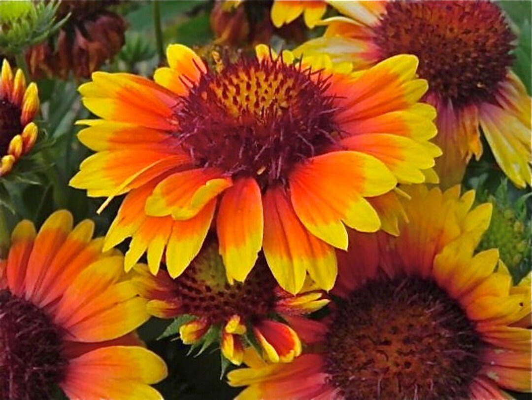 Blanket Flower Seeds Gaillardia Aristata bijou Etsy