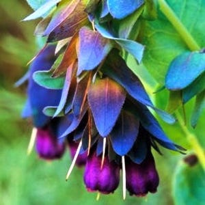 Cerinthe Major - Purpurascens - seeds