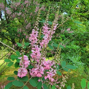 Indigo - Indigofera tinctoria - Denim Blue Dye