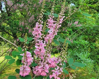 Indigo - Indigofera tinctoria - Denim Blue Dye - 25 Seeds