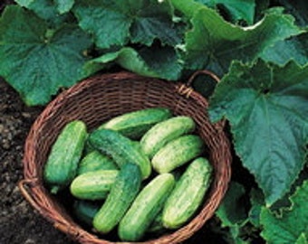 Cucumber Seeds - Bush Pickle