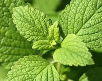 Lemon Balm Seeds  - Melissa officinalis -- Medicinal Herb - Seeds