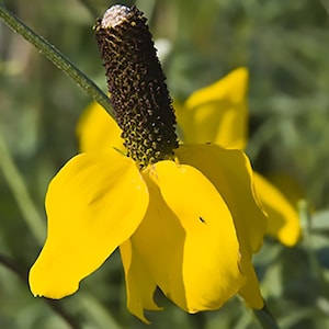 Yellow Prairie Coneflower,  Ratibida columnaris