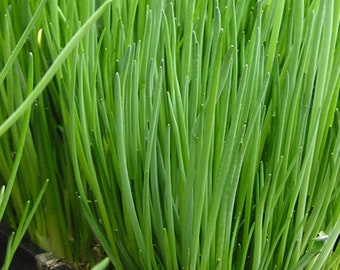 Chives “Staro” - Allium schoenoprasum  -  Seeds