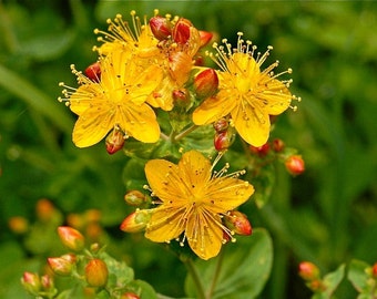 Hierba de San Juan - Hypercium perforatum - SEMILLAS - hierba medicinal