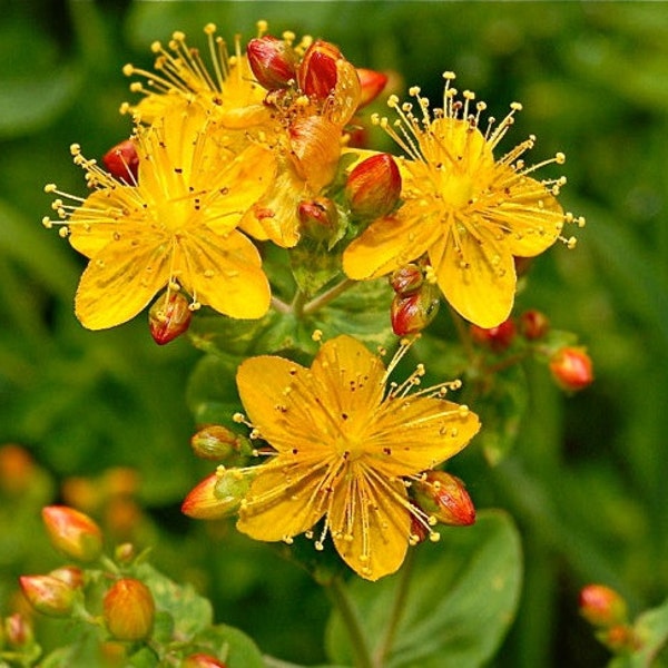 St. John’s Wort - Hypercium perforatum - SEEDS - medicinal herb