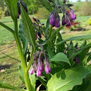 Comfrey SEEDS - Symphytum officinale - Difficult to Germinate - Medicinal