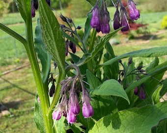 Comfrey SEEDS - Symphytum officinale - Difficult to Germinate - Medicinal