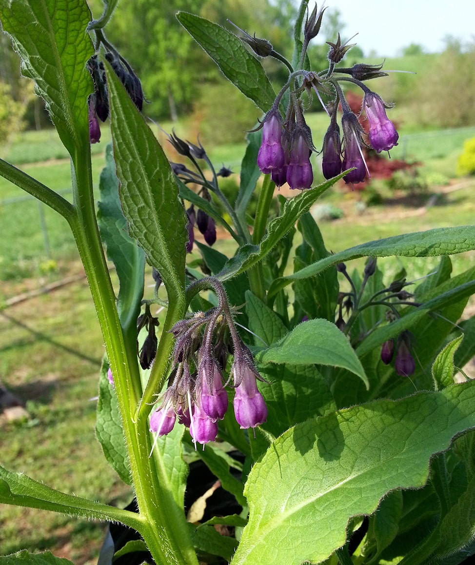 Comfrey Seeds Symphytum Officinale TRUE Comfrey Etsy