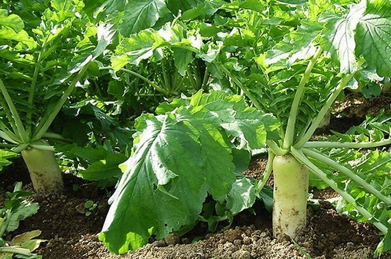 Fracking, Daikon (Tillage) Radish, Seeds, Permaculture
