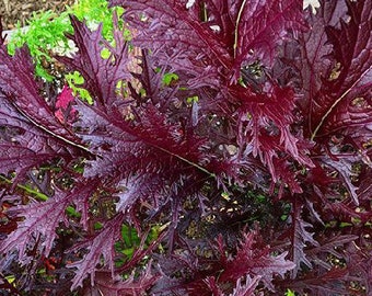 Miz America - Brassica juncea - Asian Mustard  - SEEDS