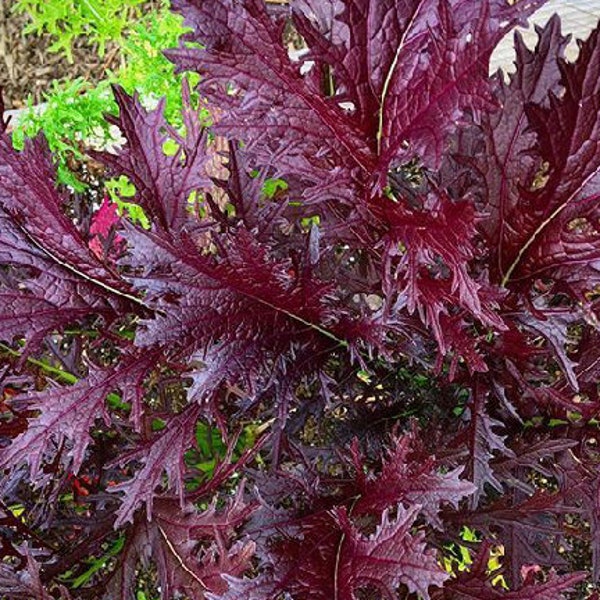 Miz America - Brassica juncea - Asian Mustard  - SEEDS