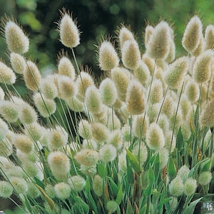 Lagurus ovatus - Colas de conejo - semillas