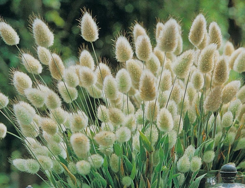 Lagurus ovatus Bunny Tails seeds image 1