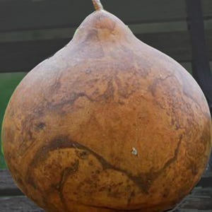 Bushel Basket - Gourd -  Seeds