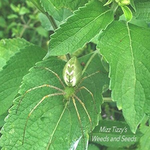 Graines de Tulsi, « Vana » - Ocimum gratissimum - Arbuste ou basilic des forêts -- Plante médicinale - Graines
