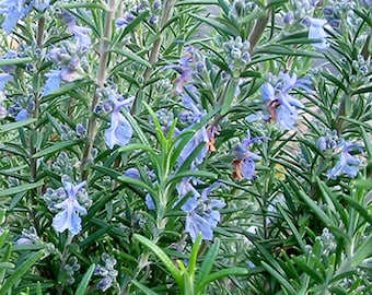 Rosemary Seeds - Rosmarinus officinalis -- Medicinal Herb - SEEDS