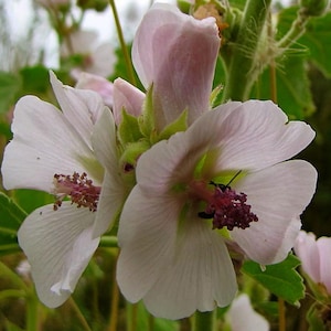 May include: Close-up of three pale pink flowers with a bee on one of the flowers. The flowers have a delicate, ruffled appearance and are in full bloom.