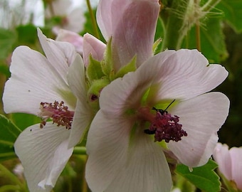 May include: Close-up of three pale pink flowers with a bee on one of the flowers. The flowers have a delicate, ruffled appearance and are in full bloom.