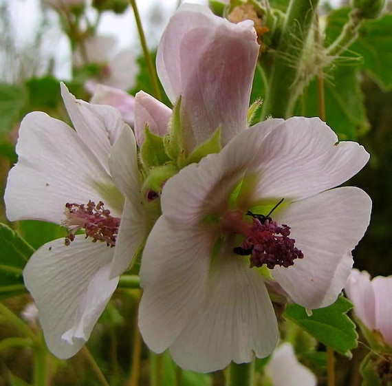 Marshmallow Seeds -  Althea officinalis -  Recipe Booklet - 25 Seeds
