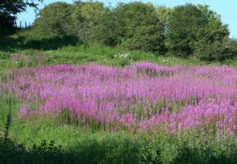 Fireweed Seeds Rosebay Willowherb Epilobium angustifolium Medicinal Herb SEEDS image 2