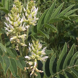 Glycyrrhiza lepidota - American Licorice - Seeds