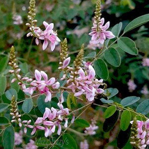 Indigo - Indigofera tinctoria