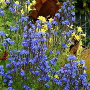 Anchusa SEEDS  -  “Blue Angel”  - Bugloss - Alkanet