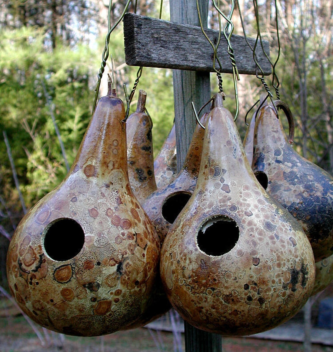 Gourd SEEDS Birdhouse with Dipper To Grow Etsy