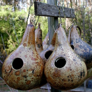 Gourd "SEEDS"  -  Birdhouse (with Dipper)  - To Grow Your Own