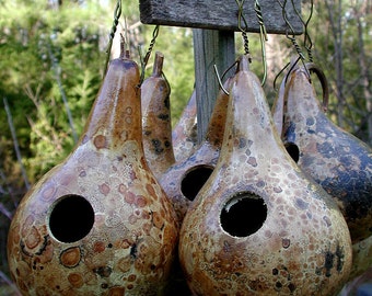 Gourd "SEEDS"  -  Birdhouse (with Dipper)  - To Grow Your Own