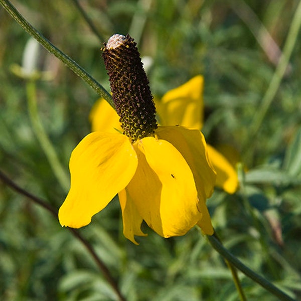 Yellow Prairie Coneflower,  Ratibida columnaris