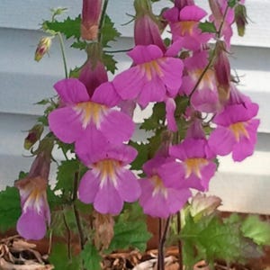 Chinese Foxglove Seeds - Rahmannia Angulata (Elata) -- Medicinal Herb