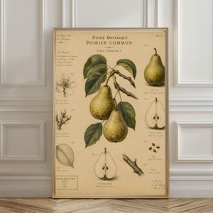 Op de afbeelding: Een botanische print getiteld Etude Botanique Poirier Commun Pyrus Communis L. met gedetailleerde illustraties van peren, bladeren, bloesems en zaden op een beige achtergrond. Het kunstwerk toont hele peren, een dwarsdoorsnede en takjes.