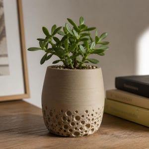 May include: A small green succulent plant potted in a beige cylindrical planter. The planter features a smooth upper section and a textured lower section with numerous circular indentations resembling a porous or cratered surface finish.